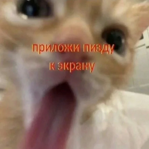 Стикер няшные стикеры и не только