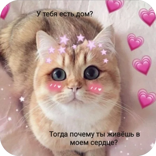 Стикер Милые котики