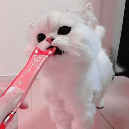 Стикер Miu Cats