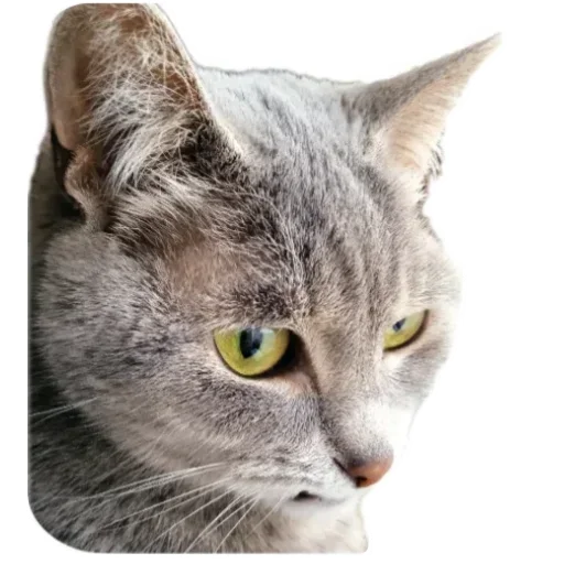 Стикер Живность_N1