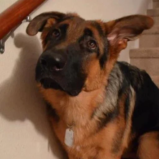 Стикер Crazy Dog