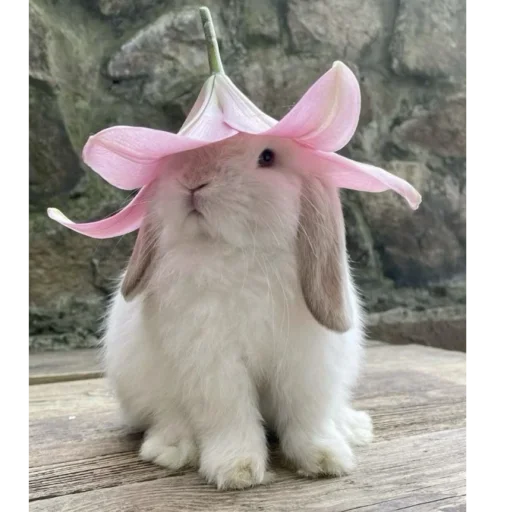 Стикер ₍⑅ᐢ. .ᐢ₎🧺 ⁺ . Bunny┈ 🎀⸝ ⸝ ദ