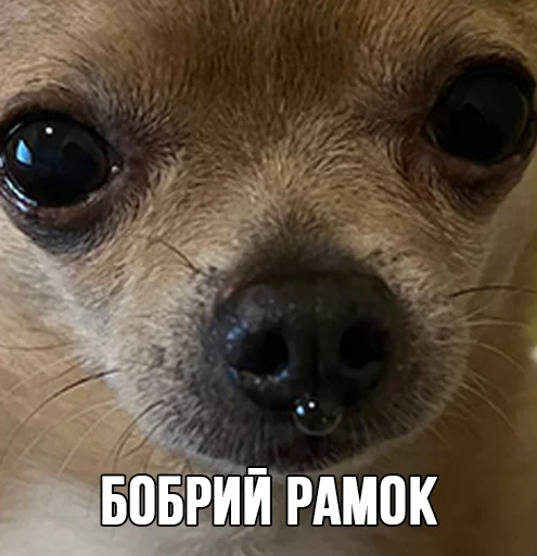 Стикер МурМарсік