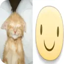 Стикер Котики