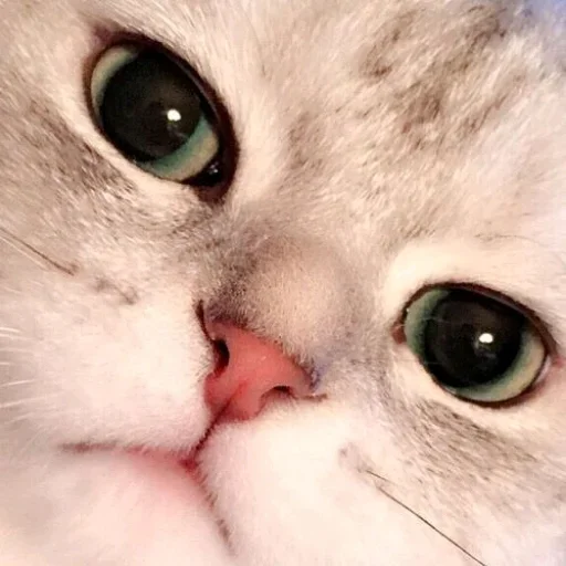 Стикер Котики
