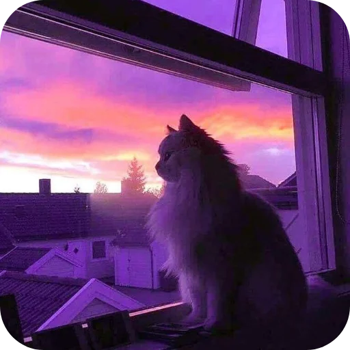 Стикер Котики