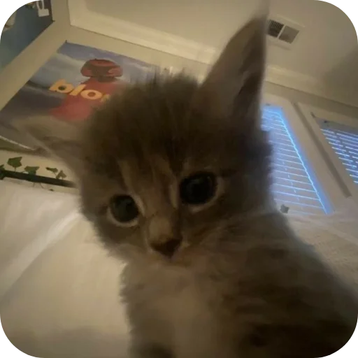 Стикер Cats