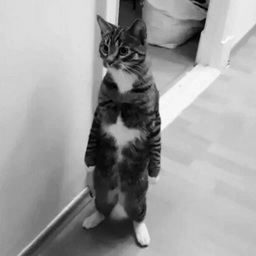 Стикер My imaginaruim cats