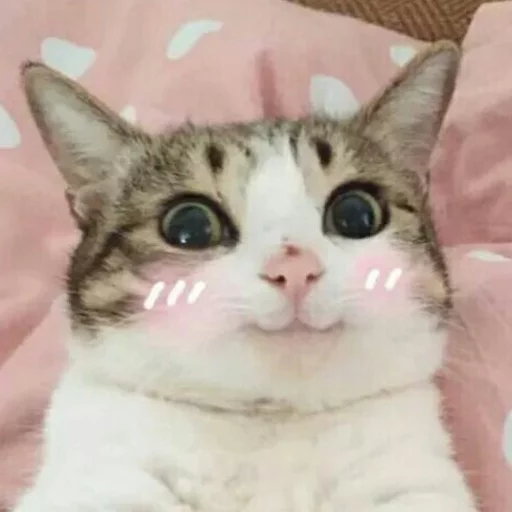 Стикер Meow