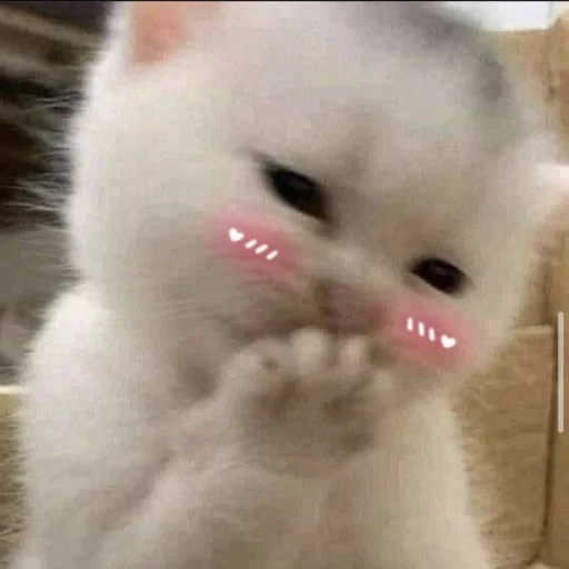 Стикер Meow 2