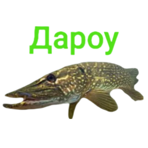 Стикер Щука и Окунь | Мемы
