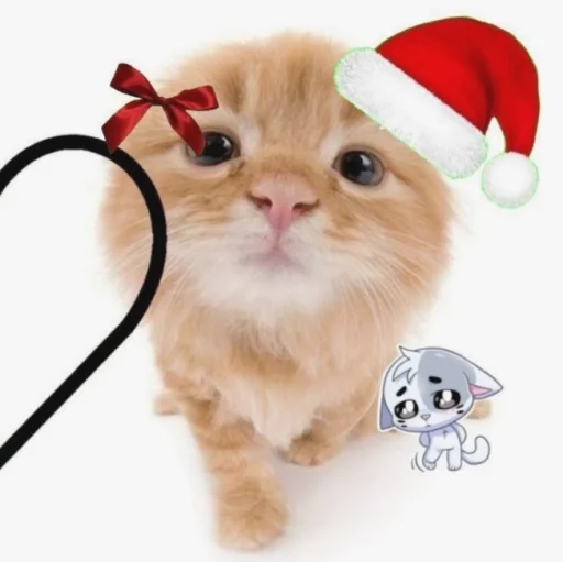 Стикер нг котики