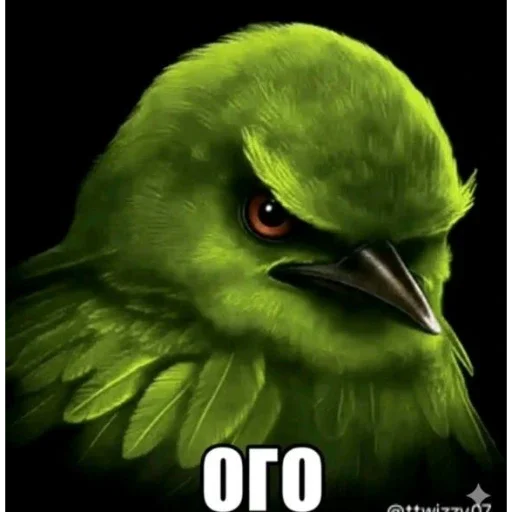 Стикер Birds Memes