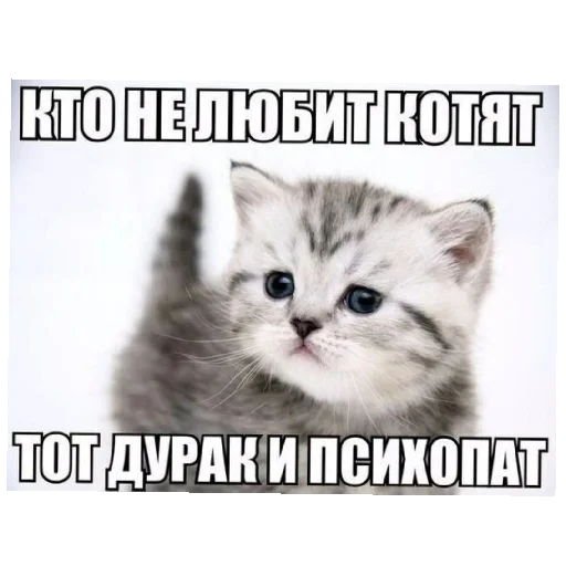 Стикер Няшки