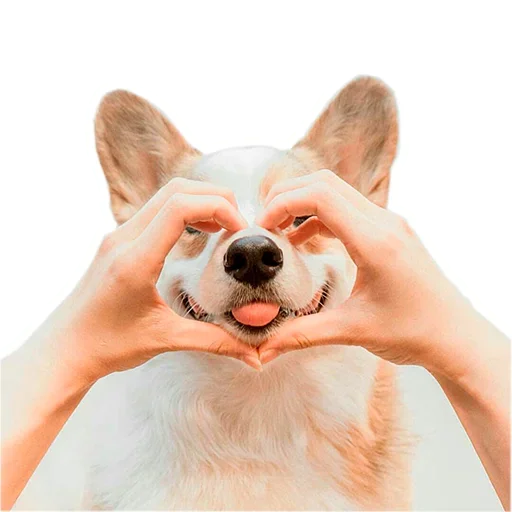 Стикер Corgis