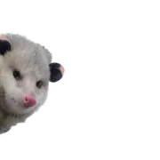 Стикер Opossum Coming