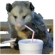 Стикер Ох уж эти опоссумы