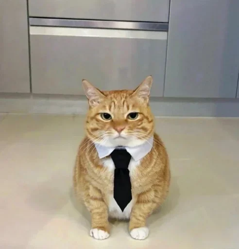 Стикер Cats memes