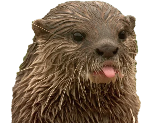 Стикер Otters Gotta