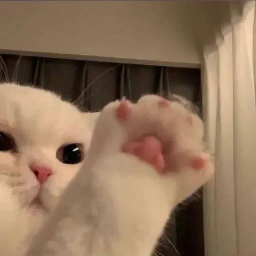 Стикер Кошки и котята
