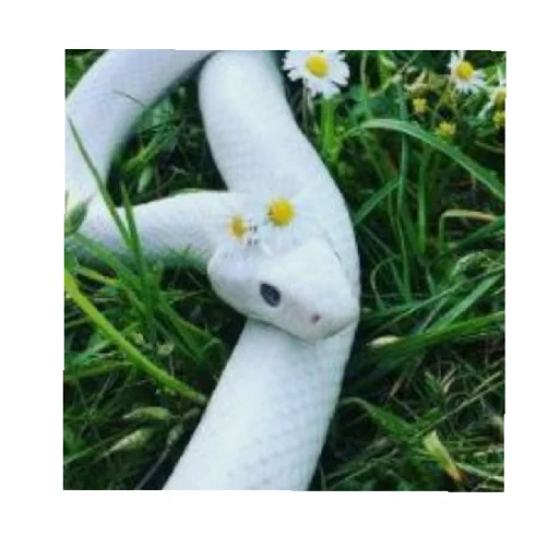 Стикер 🐸 ПепЕ 🐸