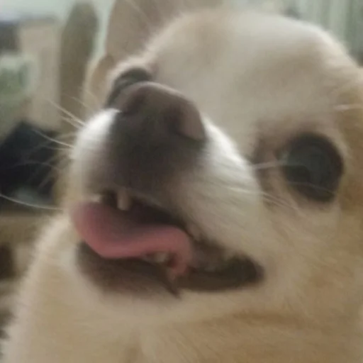 Стикер Персик