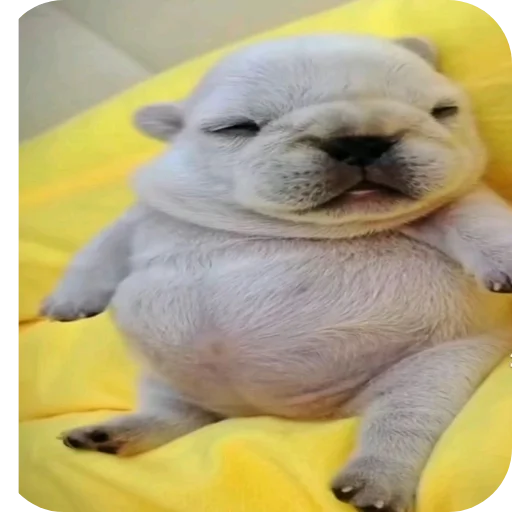 Стикер Pibble