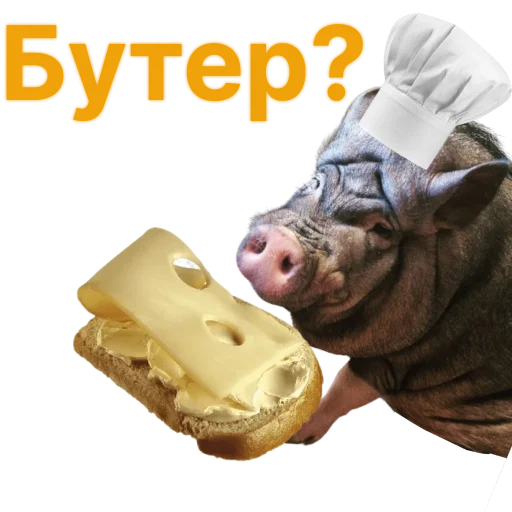 Стикер Свинья-Кулинар