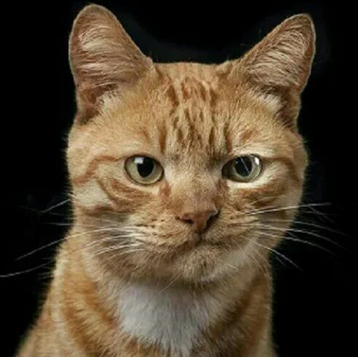 Стикер Pishi 2