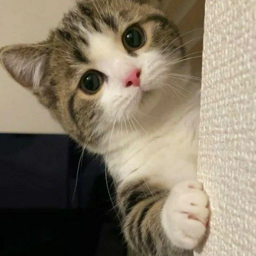 Стикер Pishi 3