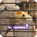 Стикер Попугай Кока