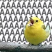 Стикер попуги и другие животные