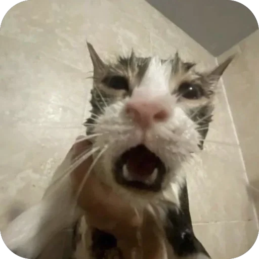 Стикер Коты