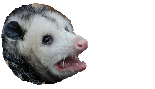 Стикер Possum style