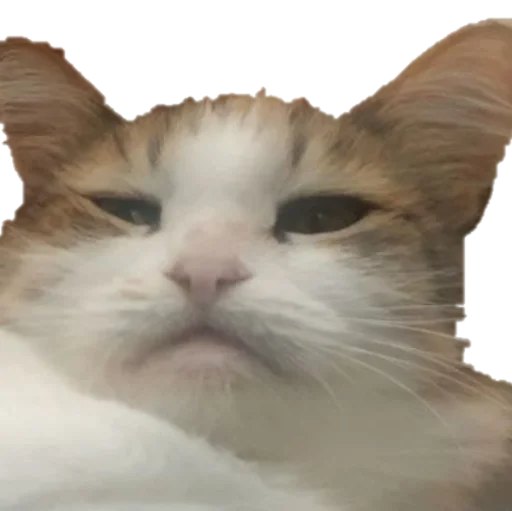 Стикер Pipisi