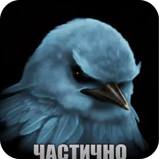 Стикер Birds Memes