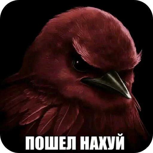 Стикер Birds Memes