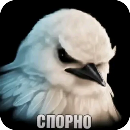 Стикер Birds Memes
