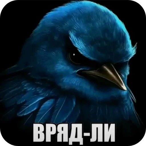 Стикер Birds Memes