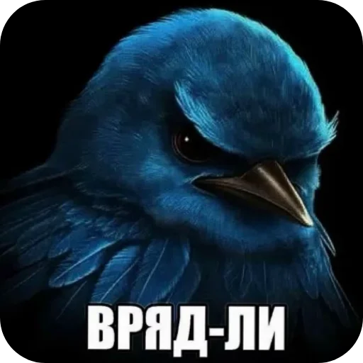 Стикер Birds Memes