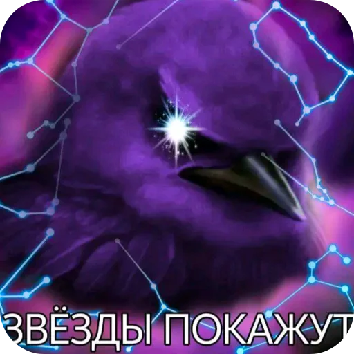 Стикер Birds Memes
