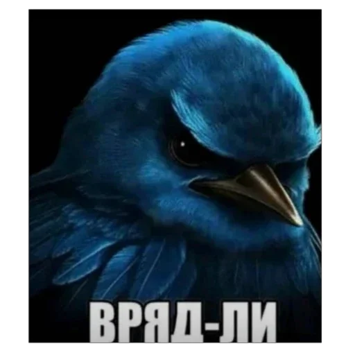 Стикер Birds Memes