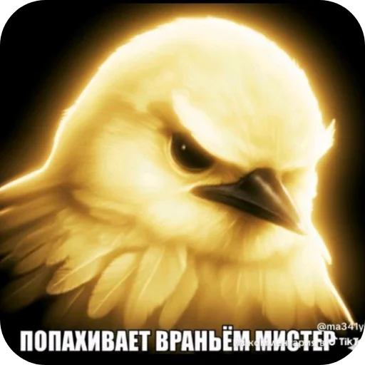 Стикер Birds Memes