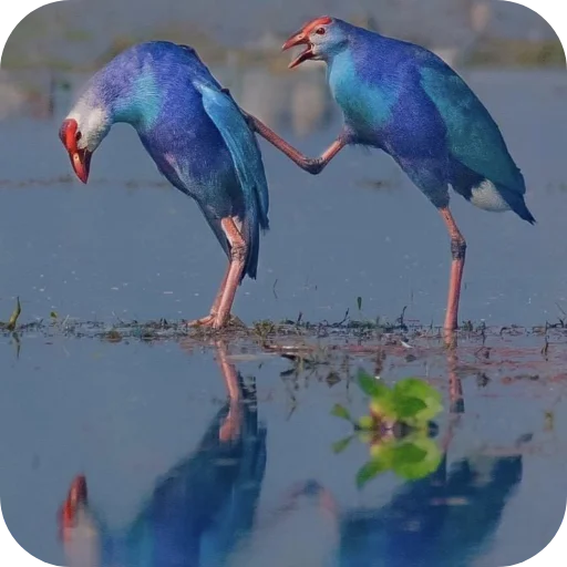 Стикер Пукеко