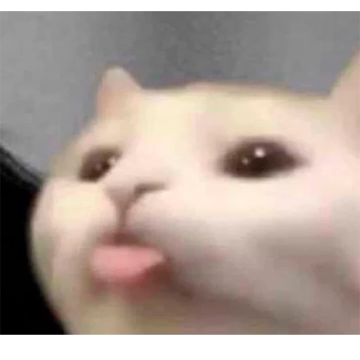 Стикер Pussys ➡️