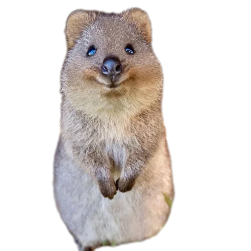 Стикер Quokka