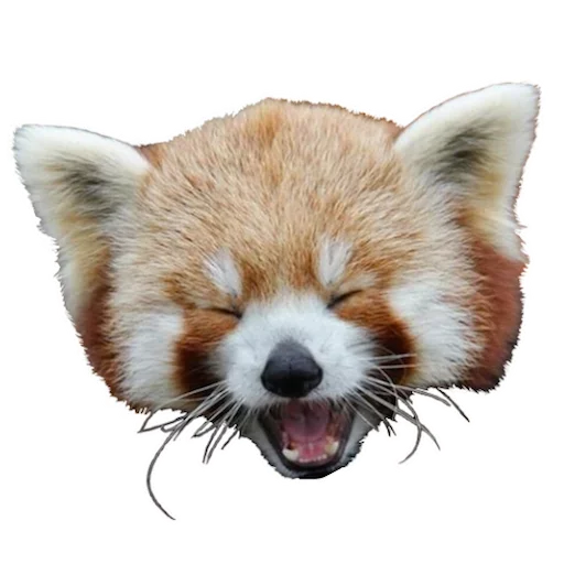Стикер Red Panda
