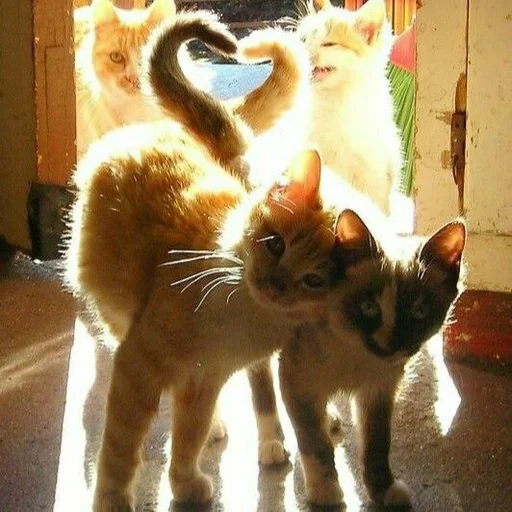 Стикер котята