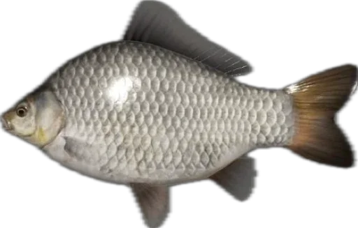 Стикер Russian Fishing 4