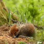 Стикер RyoDelRio - Autres